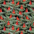 Wilmington - Country Cardinals - Red Cardinals/Black - 20054-937