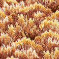 QT - Mountain Elk-Brush/Nutmeg - 25811-A