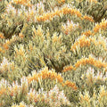 QT - Mountain Elk-Brush/Green - 25811-G