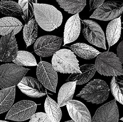 QT - Tree Dance - Leaves/Black - 30293-J