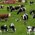Elizabeth's Studio - Farm Animals-Cows Scenic/Grn - 337E-GRN