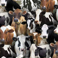 Elizabeth's Studio - Farm Animals-Packed Cows/Blk - 432E-BLK