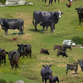Elizabeth's Studio - Farm Animals-Angus Cows Scenic/Grn - 515Green