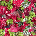 Maywood - Hand Picked-CHRISTMAS - Jolly/Red/Green - MAS10721-RG