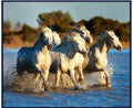 QT - Artworks XX - 4 Running  HORSES/PANEL B - 28658-B -  W-25