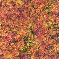 Robert Kaufman - Picture This-Forest Digital - AYKD-17575-44