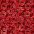 Wilmington Prints - Circle Burst Red Wide Quilt Backing Fabric 108" – Red Geometric Print